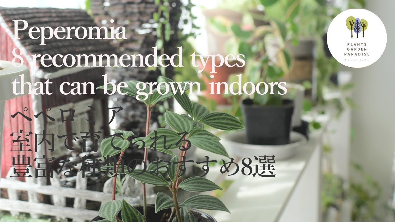 観葉植物 室内で育てられる豊富な種類のペペロミアおすすめ8選［多肉植物Houseplant インテリアグリーン  ］