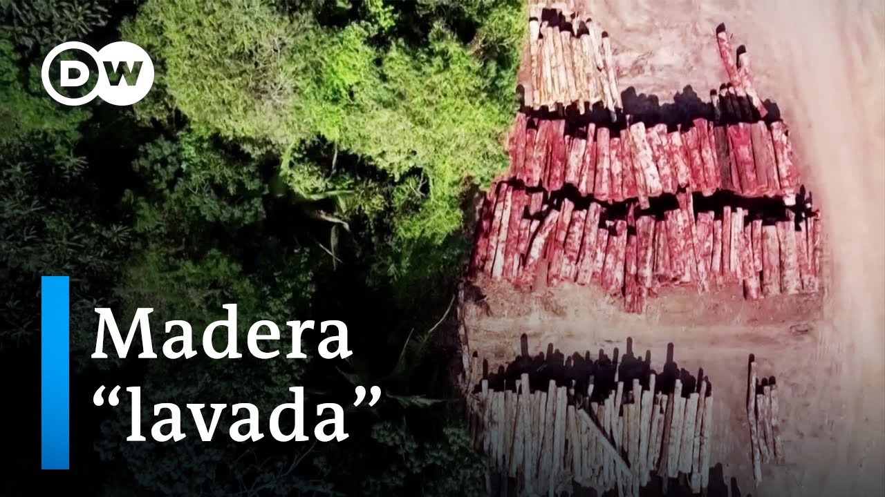 Brasil: destapado modus operandi para deforestar