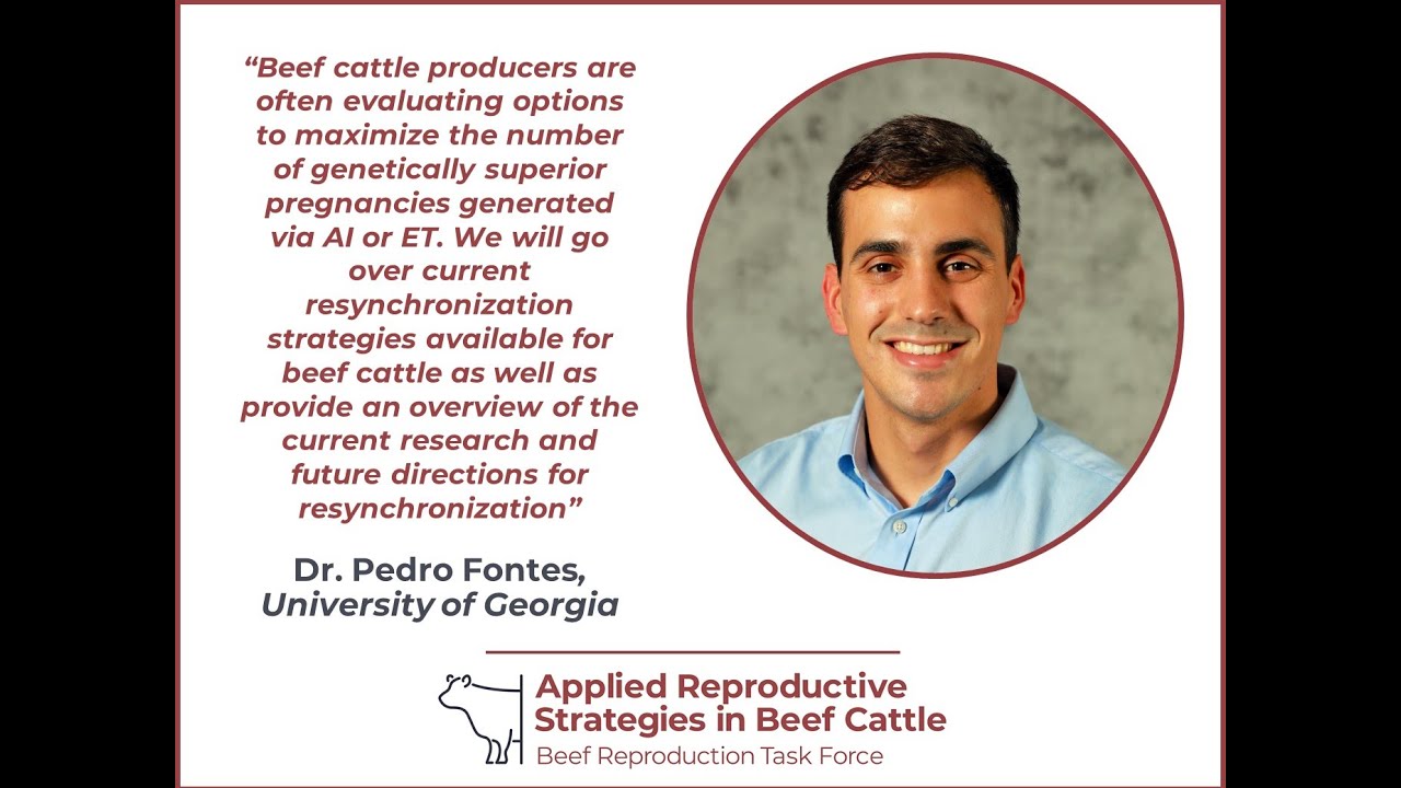 Dr. Pedro Fontes - Resynchronization strategies for beef cattle