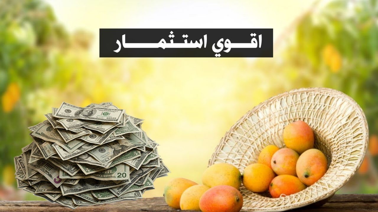 زراعة المانجو السكري افضل استثمار ومعلومات ستعرفها لاول مرة