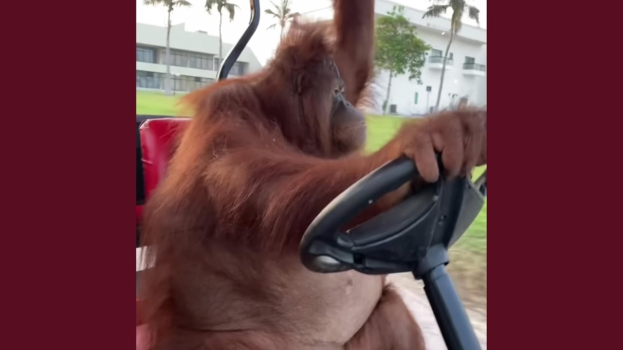 monke spinning monke trap