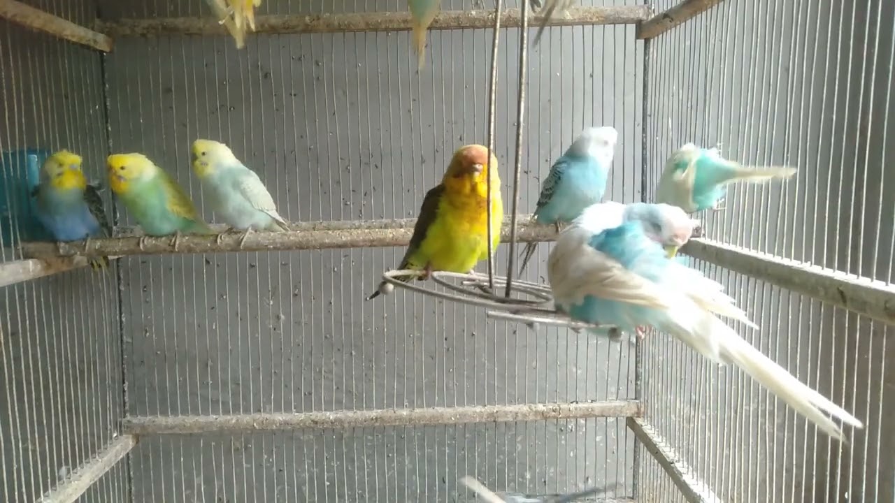 😂 Funny Budgie Expressions Caught on Camera 