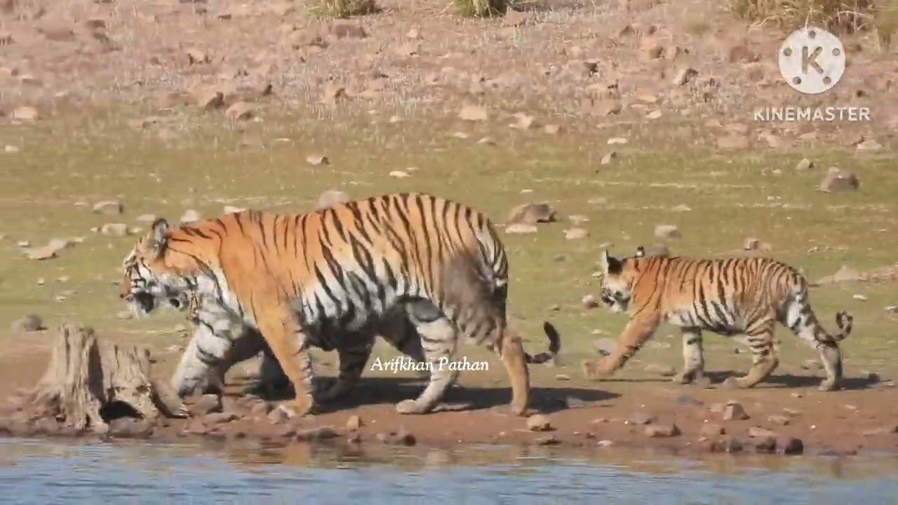 Collarwali and 3 cubs Walking #Tiger #Collarwali #Tadoba