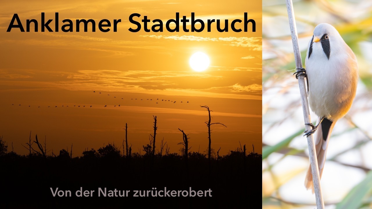 Der Anklamer Stadtbruch - von der Natur zurückerobert