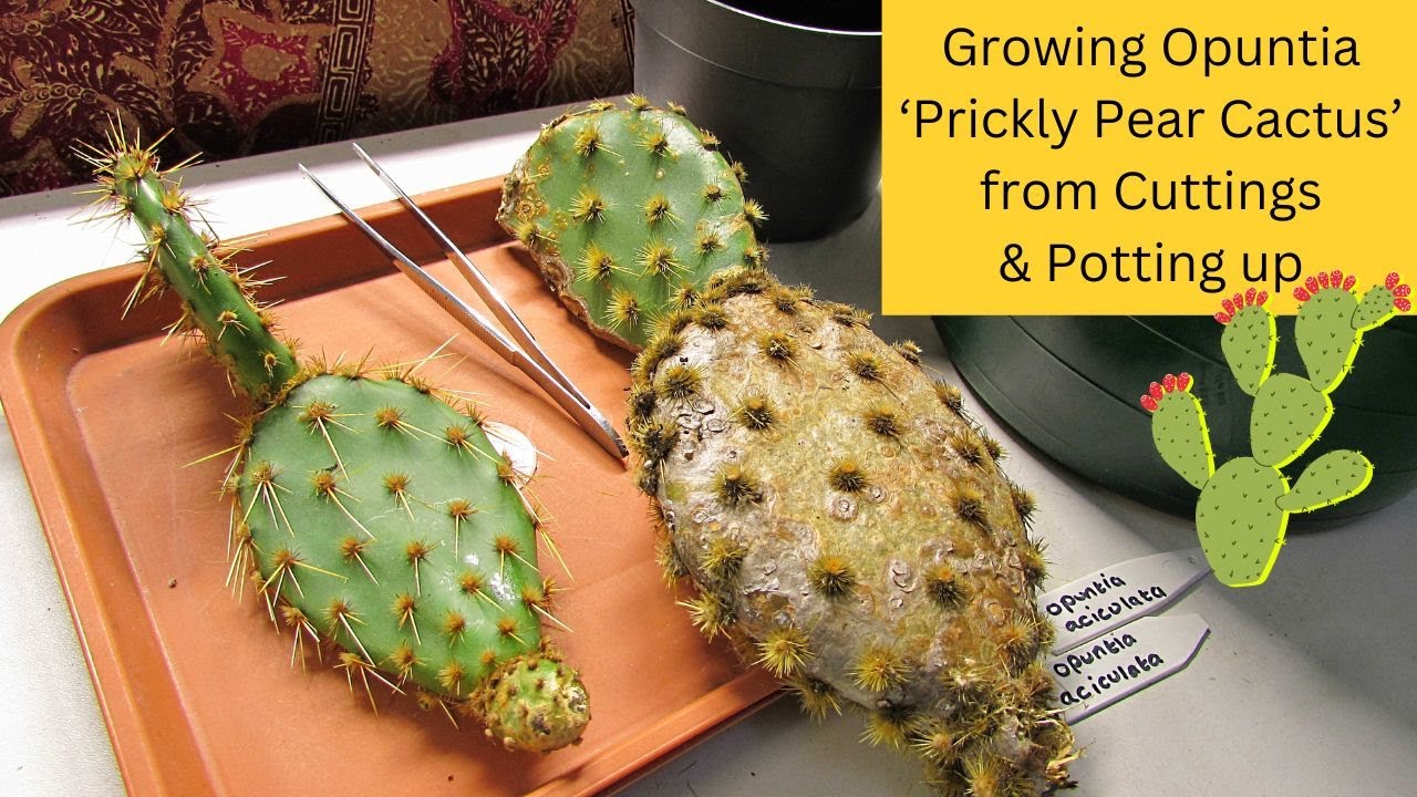 Growing Opuntia 'Prickly Pear Cactus' from Cuttings & Potting up.| Opuntia Cactus #cactus #cacti