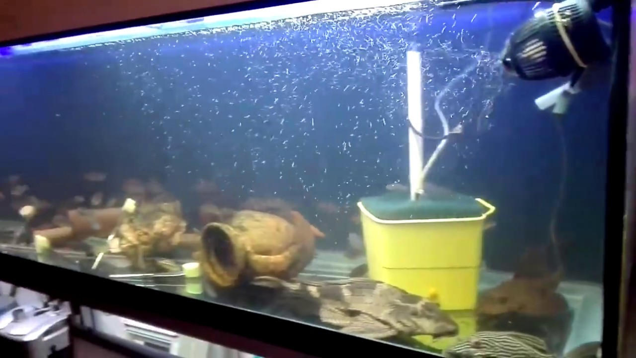 Loricaridi vari in vasca da 700 litri