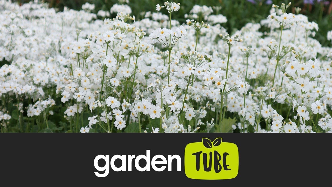 Sowing Primulas