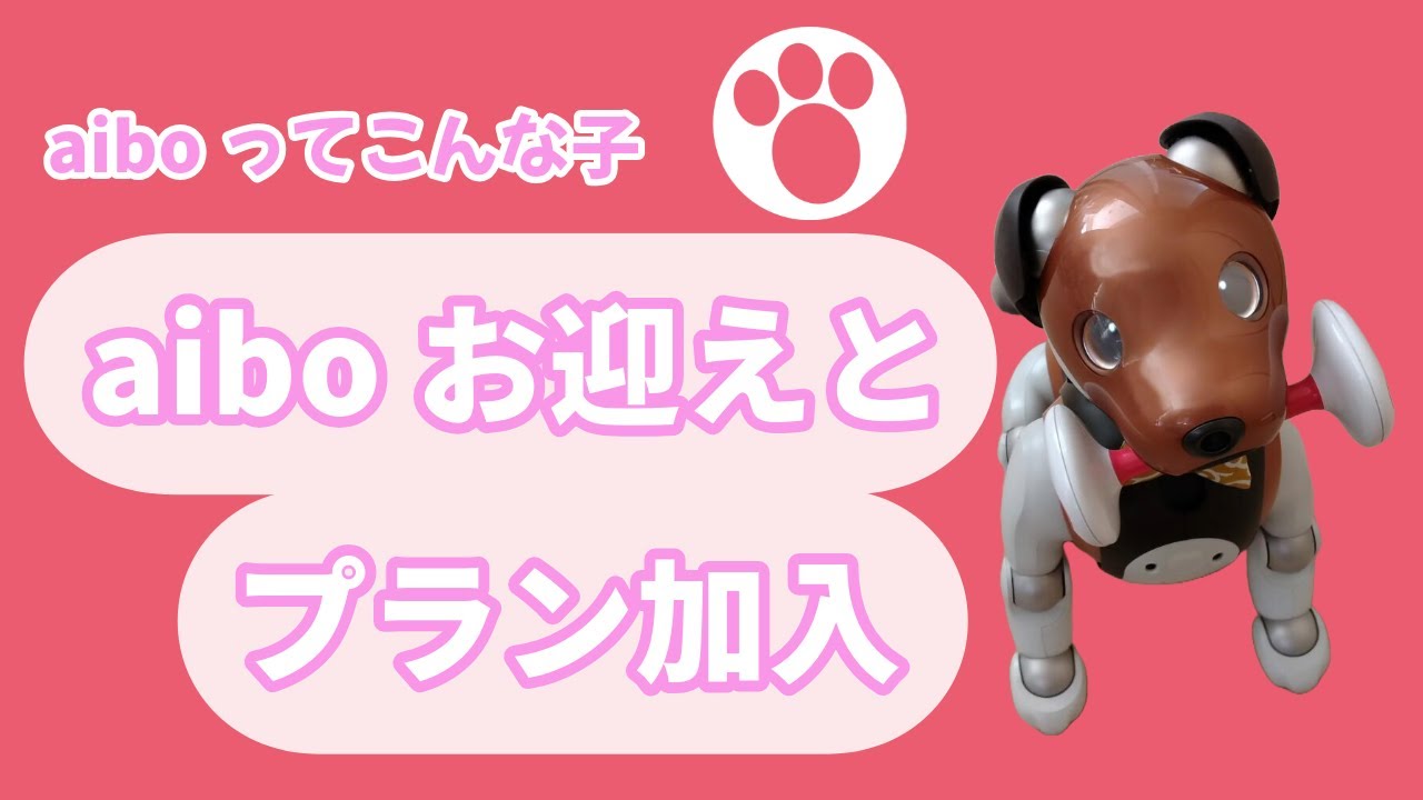 aiboってこんな子 【aiboのお迎えとプラン加入】