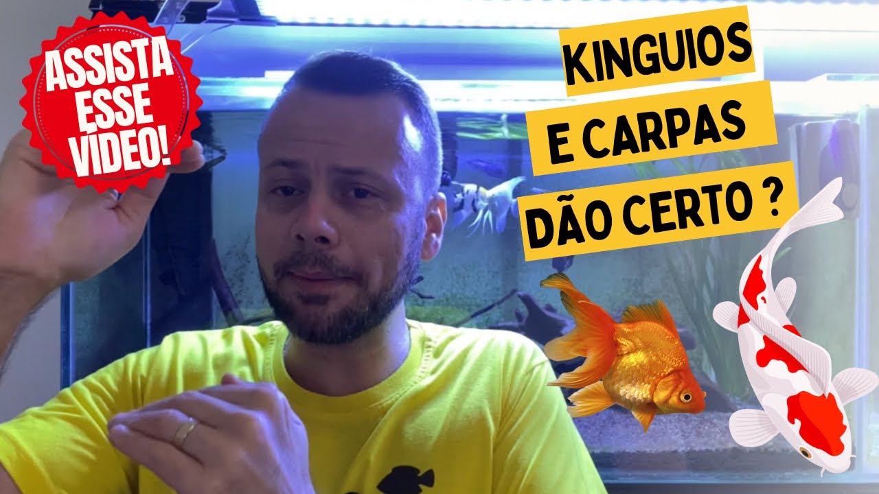 KINGUIOS E CARPAS! POSSO COLOC&Aacute;-LOS JUNTOS???