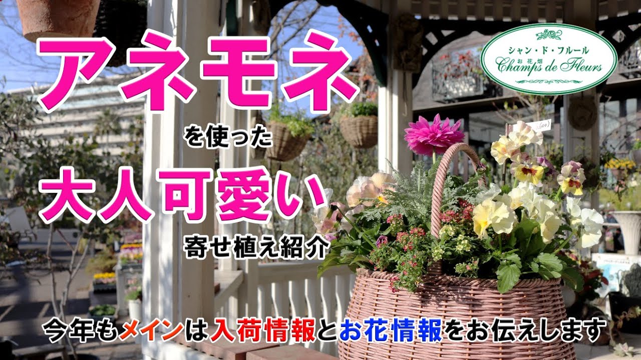 【寄せ植えシリーズ】アネモネを使った大人可愛い寄せ植え♪【アネモネ・パンジー・アリッサム・白妙菊など】