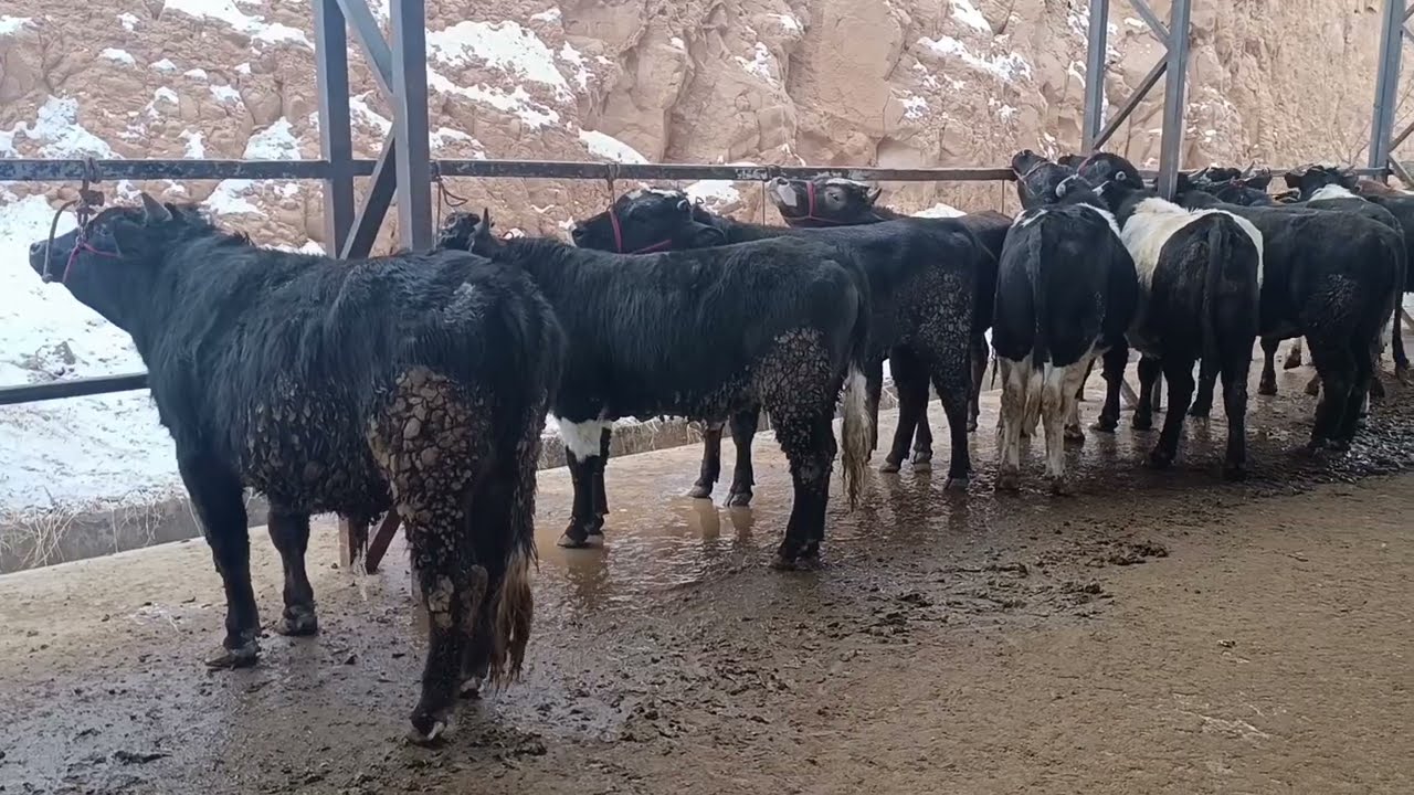 Молбозори Истаравшан гӯсола,гов,буқача,ғуноҷин,гови очабача беда ва ғайра 
