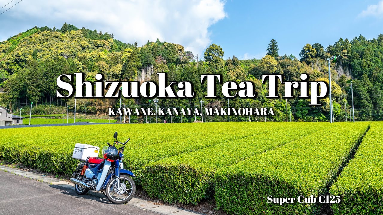 【カブ散歩】お茶が大好きなので、オクシズの茶畑を走ってみた！[静岡／川根茶・茶の博物館・牧之原の茶畑]　スーパーカブC125　【モトブログ＃97】