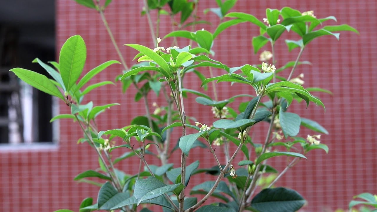 阳台养花有讲究，切不可乱养，栽2盆这种花，开花一年四季都芳香