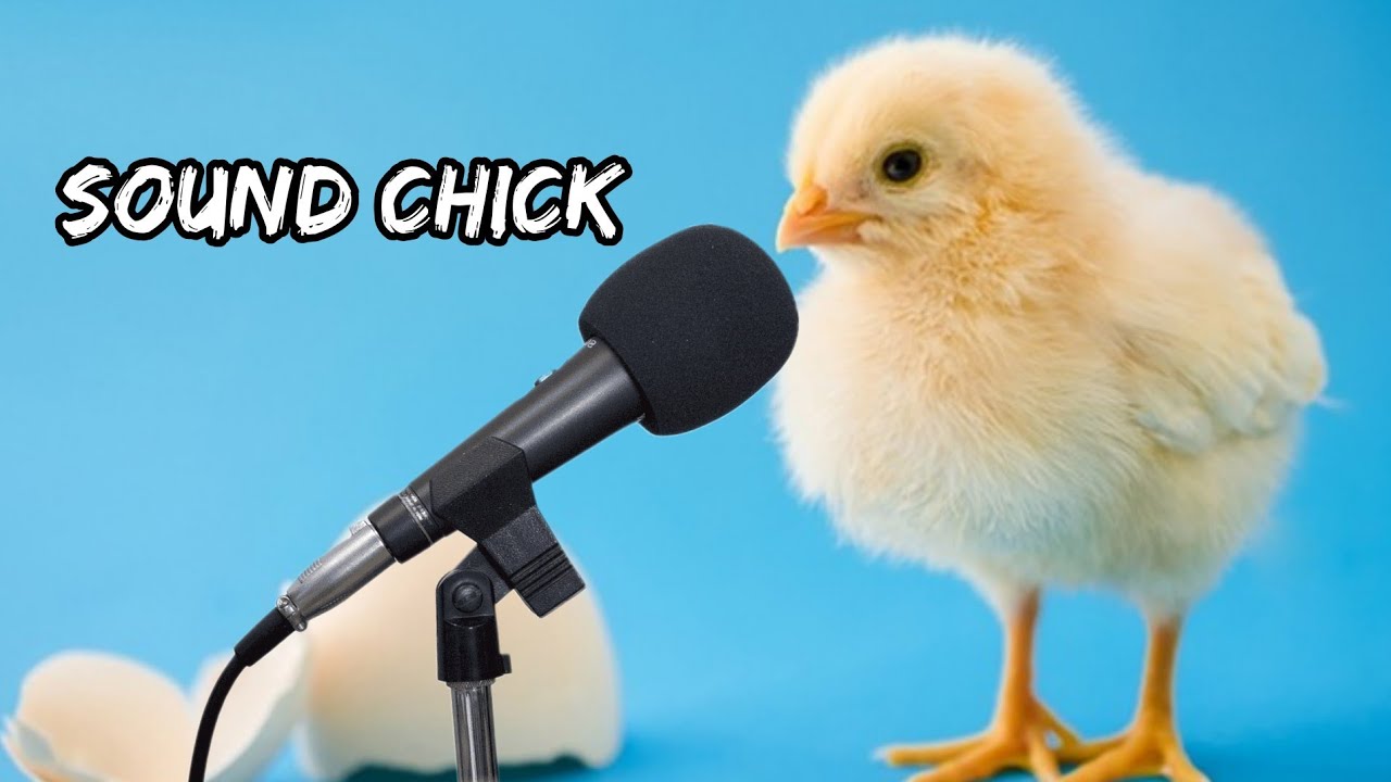 كتكوت صغير جميل، صوت كتكوت 🐥baby chick sounds 2023