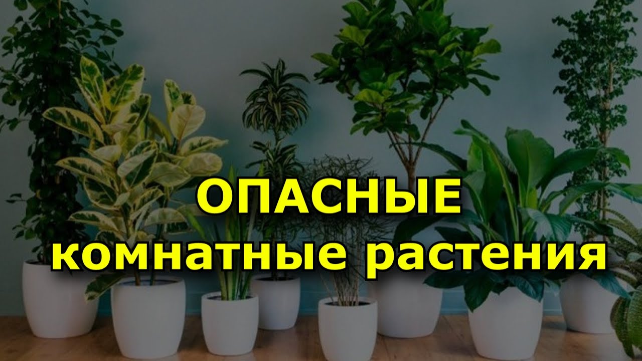 Самые опасные комнатные растения. (15 ядовитых цветов).