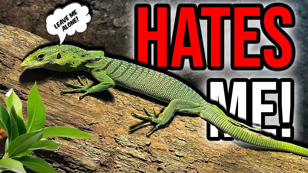 The Truth About My Green Tree Monitor