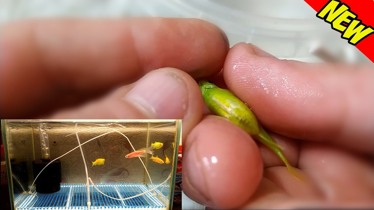 Как отнерестить данио глофиш и сцедить икру! Spawning aquarium fish