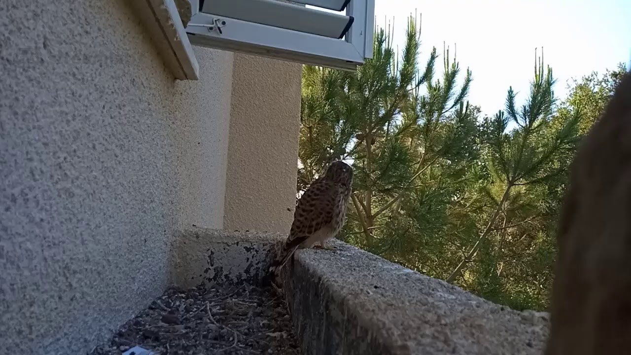 Common Kestrel nest | Гнездо сокола пустельги