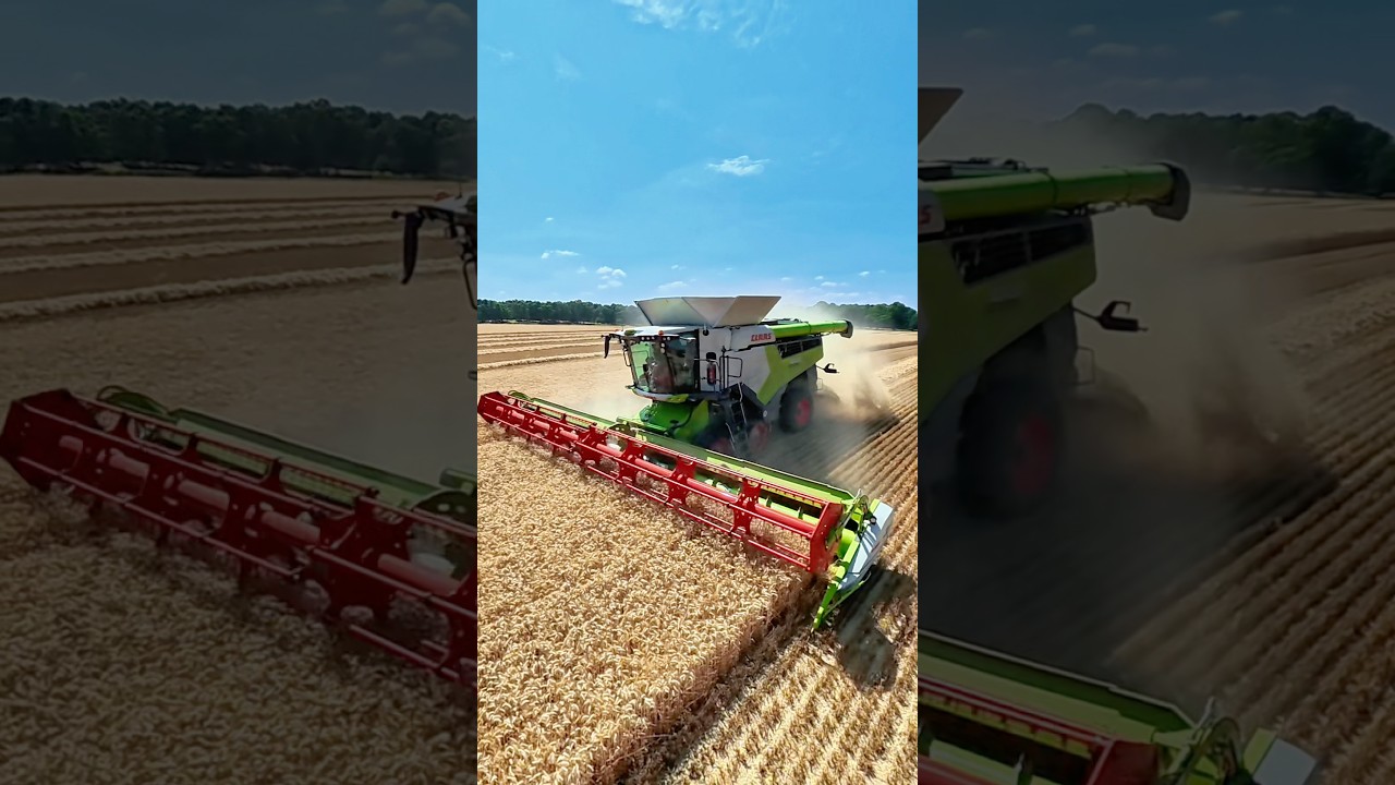 Wheat Harvest CLAAS 8700 lexion combine harvester #wheatharvest