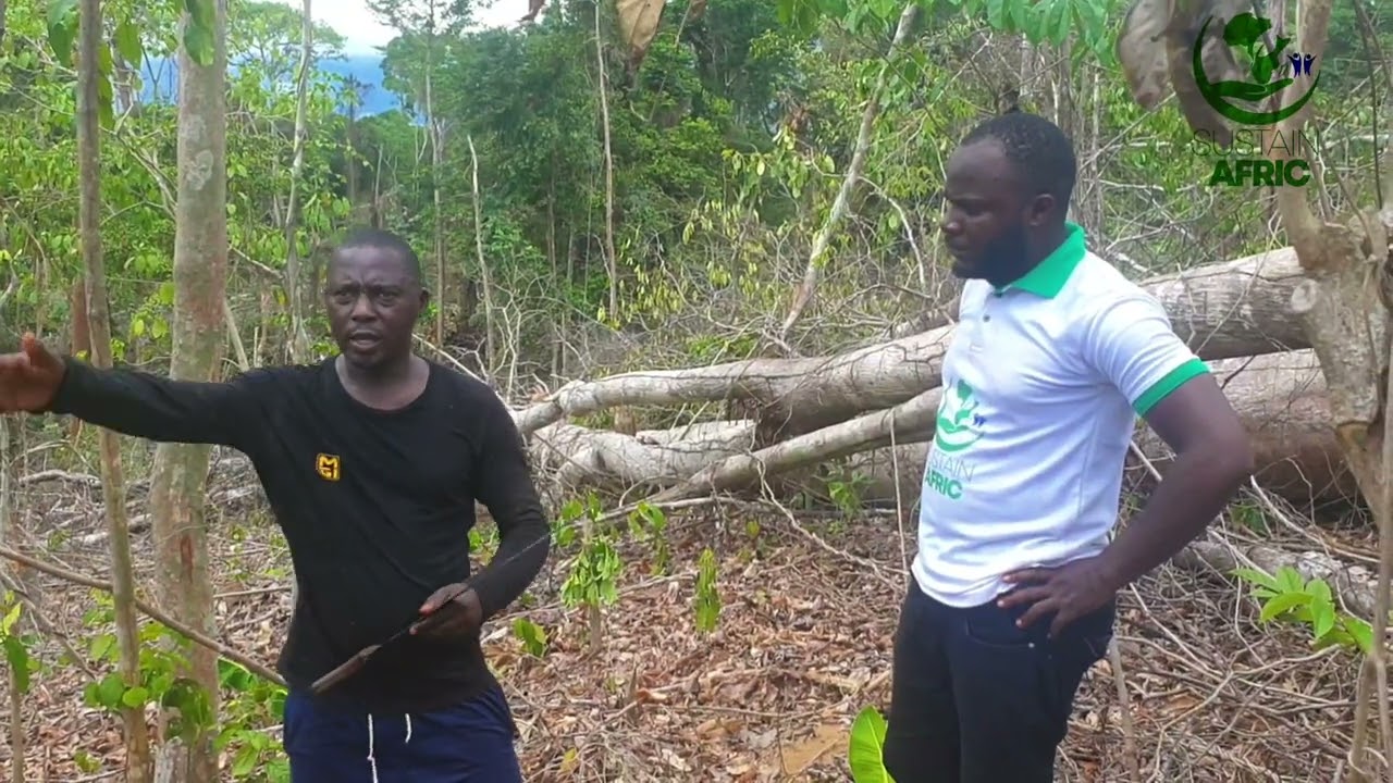Massive 18 hectares of Plantain farm in Bessounkang, Cameroon, Africa.Subscribe for more videos