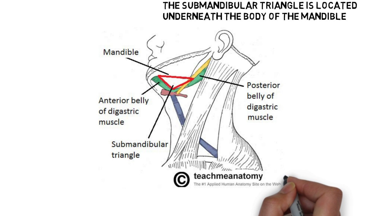 submandibular triangle(submaxillary or digastric triangle)