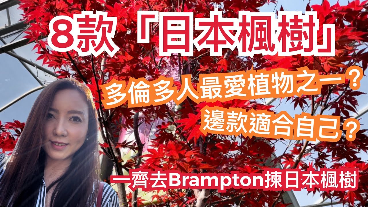 🪴介紹8款日本楓樹，順道簡單介紹Brampton地區 @annalui #多倫多生活 #多倫多種花