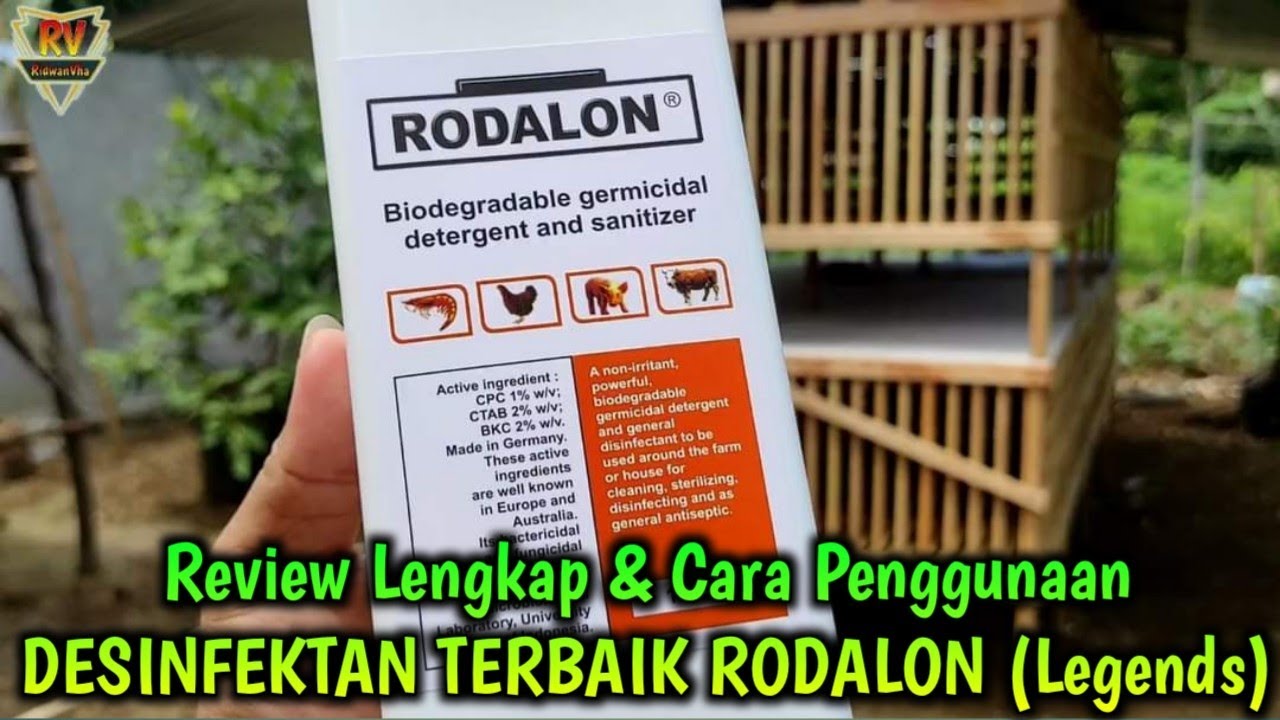 Kunci SUKSES Ternak Ayam OBAT MENGATASI Penyak!t ND TETELO