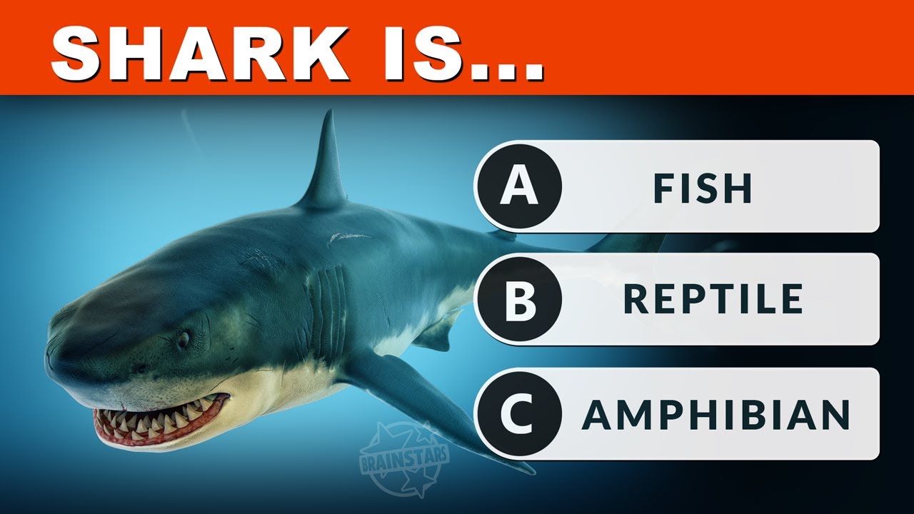 Test Yourself. General Knowledge Quiz NR-2. ULTIMATE Challenge!
