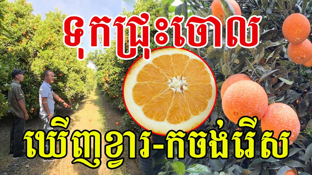 ទុកជ្រុះចោល​ ឃេីញល្អៗចង់រើស​ សូមសរសើរពូកែដាំដុះមែន