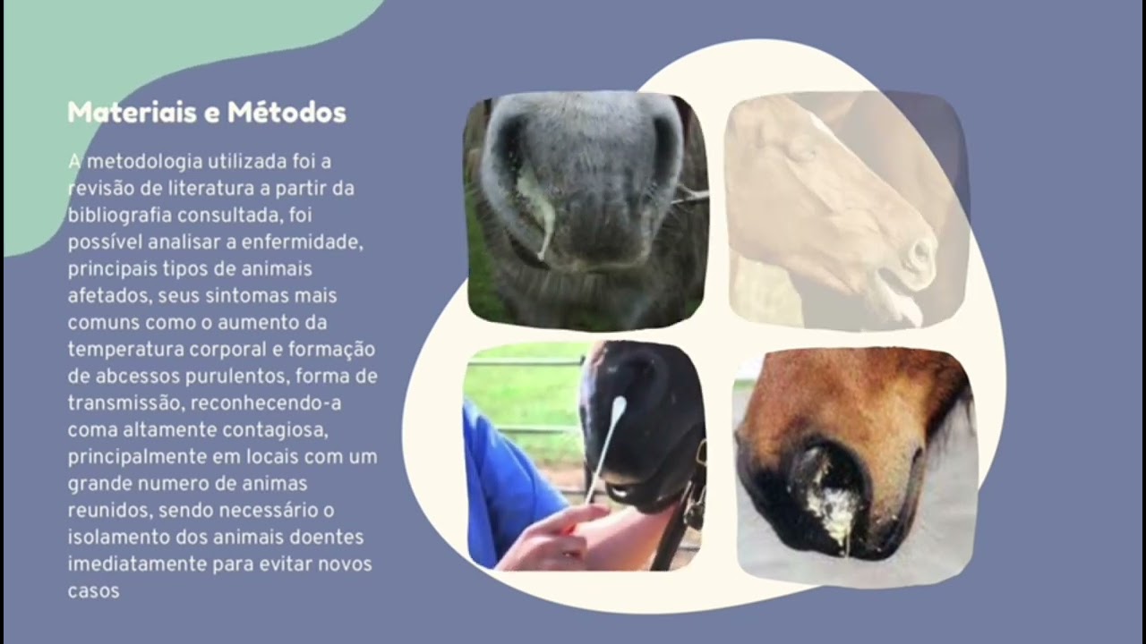 V&iacute;deo sobre garrotilho em equinos