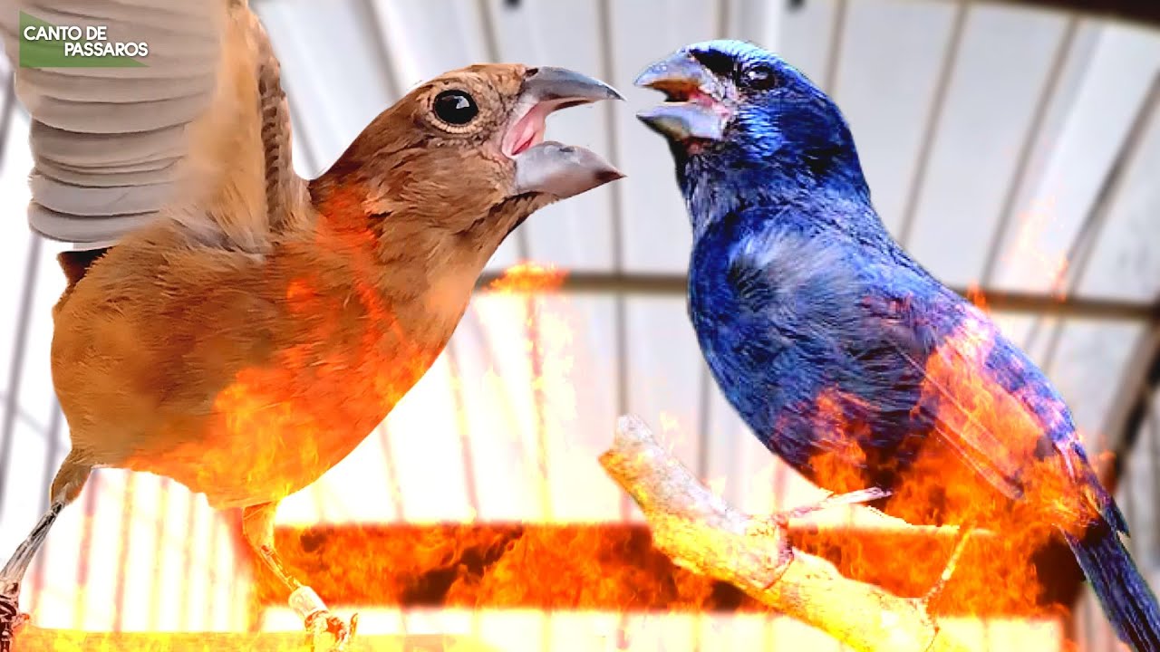 Seu AZULÃO vai CANTAR na HORA! CANTO do MACHO com FÊMEA PIANDO e CHAMANDO !