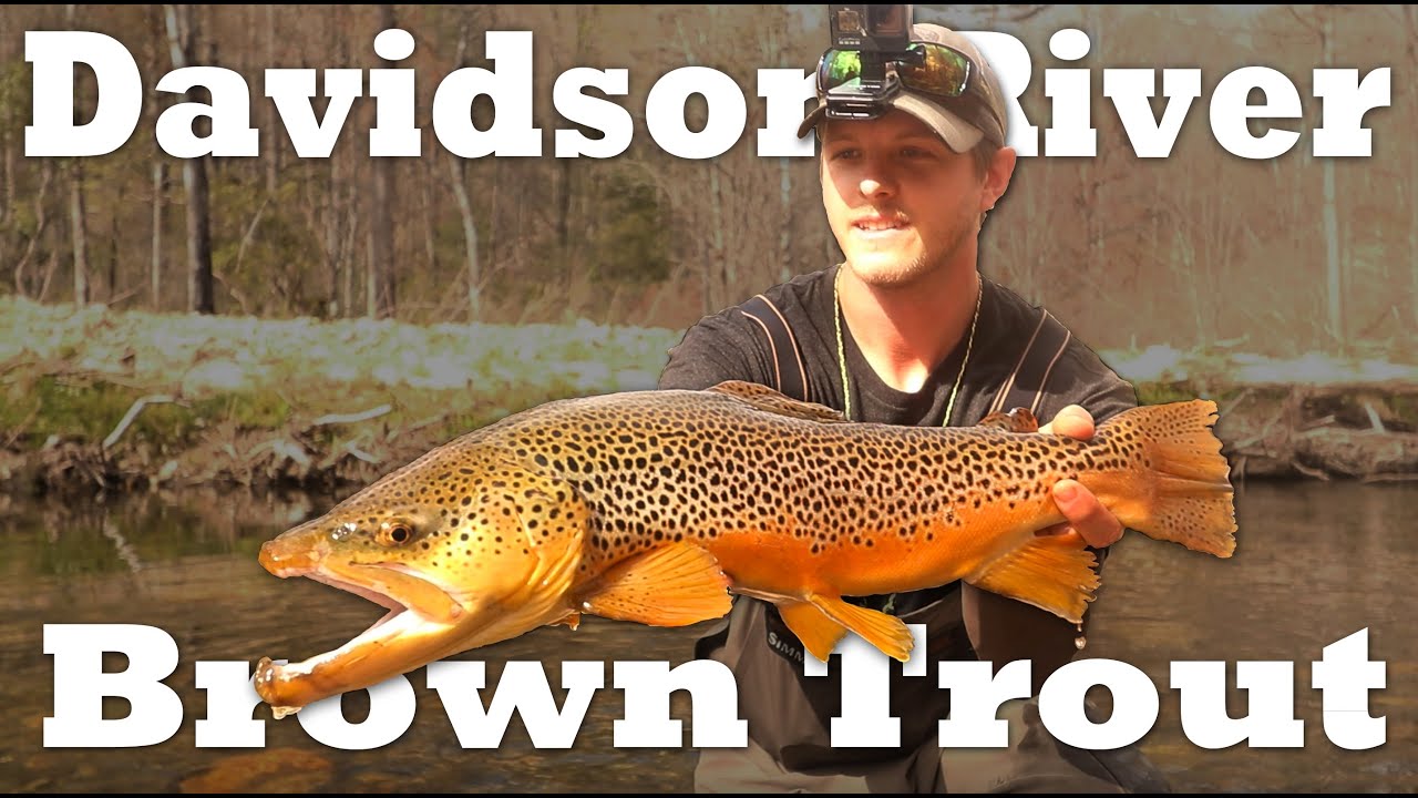 Fly Fishing the Davidson River | Giant Trout