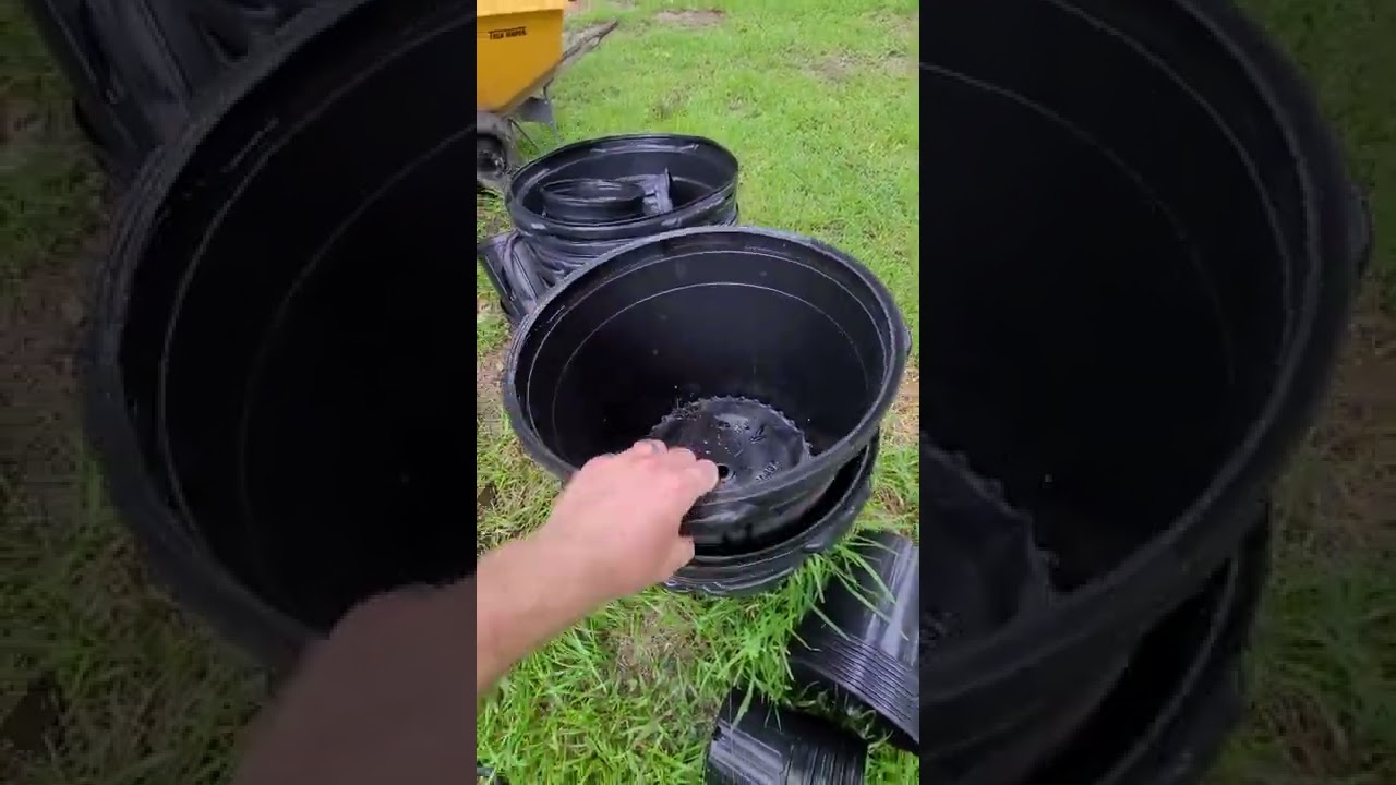 Potted Bananas Grow Fast!!