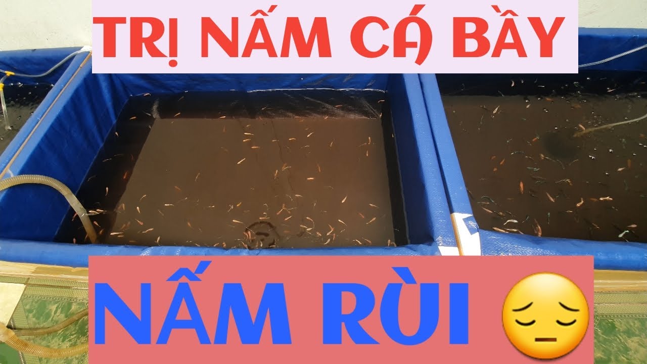 TRỊ NẤM CHO CÁ BETTA BẦY CHỈ 3 GIỜ ĐỒNG HỒ |HungTranBetta