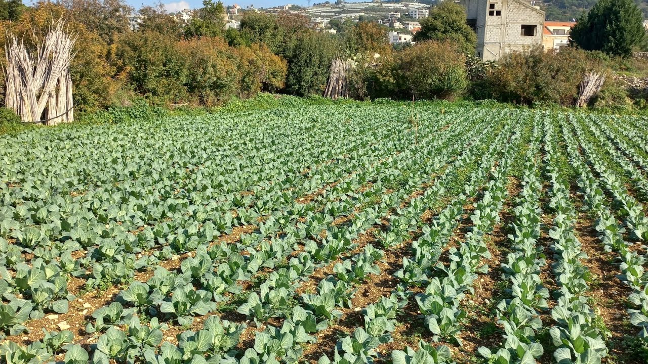 تعلم صناعة السماد العضوي السائل في المنزل #fertilizer  #سماد #عضوي