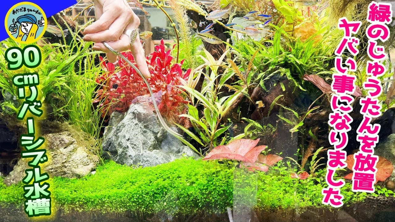 【アクアリウム】憧れの緑のじゅうたんを放置すると、、、（90センチリバーシブル水槽！ニューラージパールグラスのトリミング）