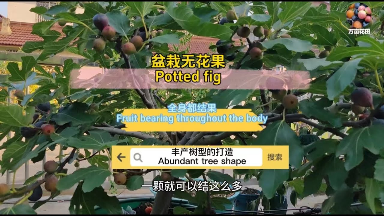 教大家打造一颗可以全身结果的盆栽无花果，果子又多又大！Teach everyone to create a potted fig that can bear all over the body