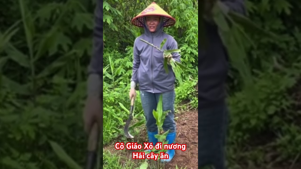 C&ocirc; Gi&aacute;o X&oacute; đi nươngH&aacute;i c&acirc;y ăn #doanvanbau #cogiaoxo