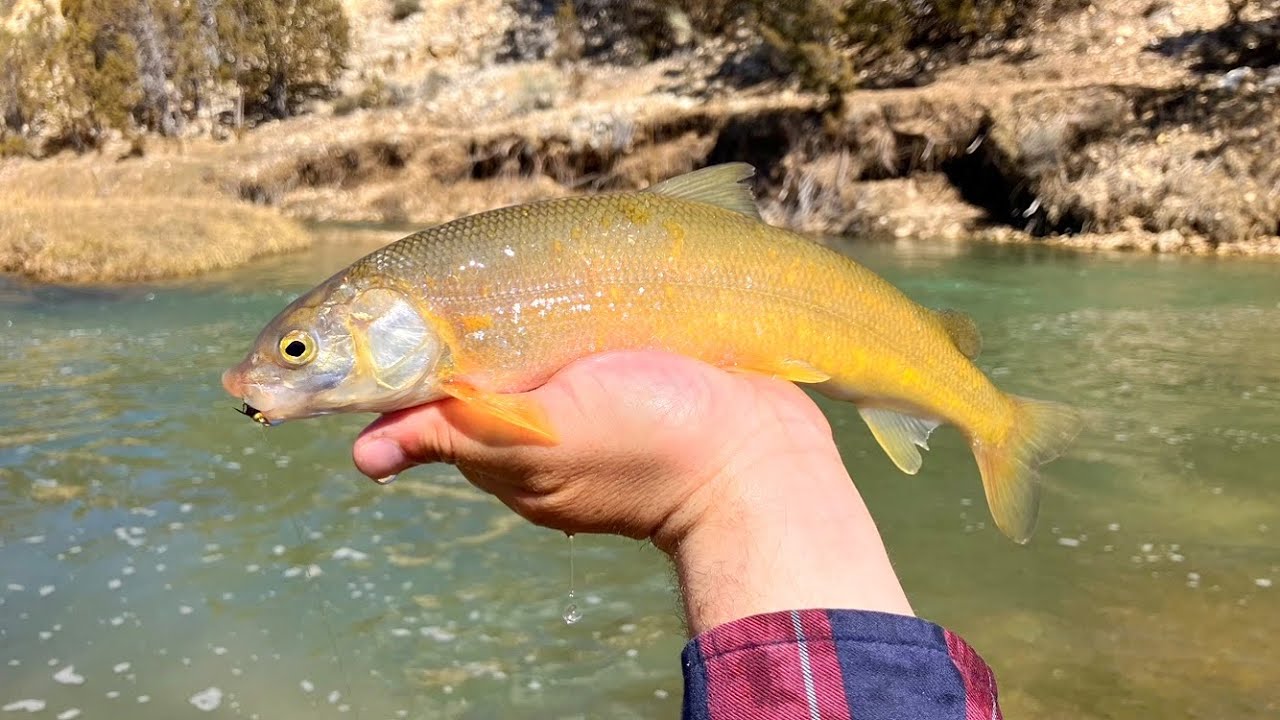First Time Catching & Cooking This Fish!!! - A Day on the River