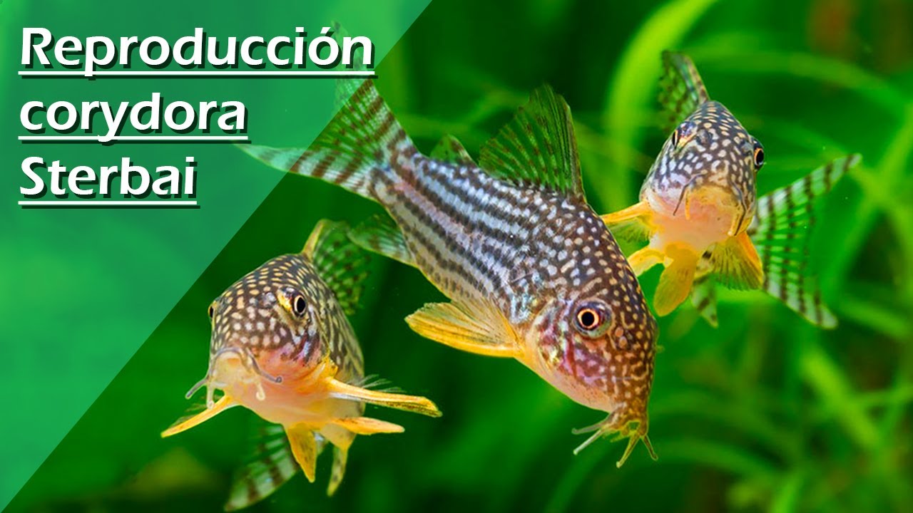 52🧹.- REPRODUCCION / CRIAR Corydora STERBAI Acuario (sacar puesta ADELANTE) || TUTORIAL || GUIA||