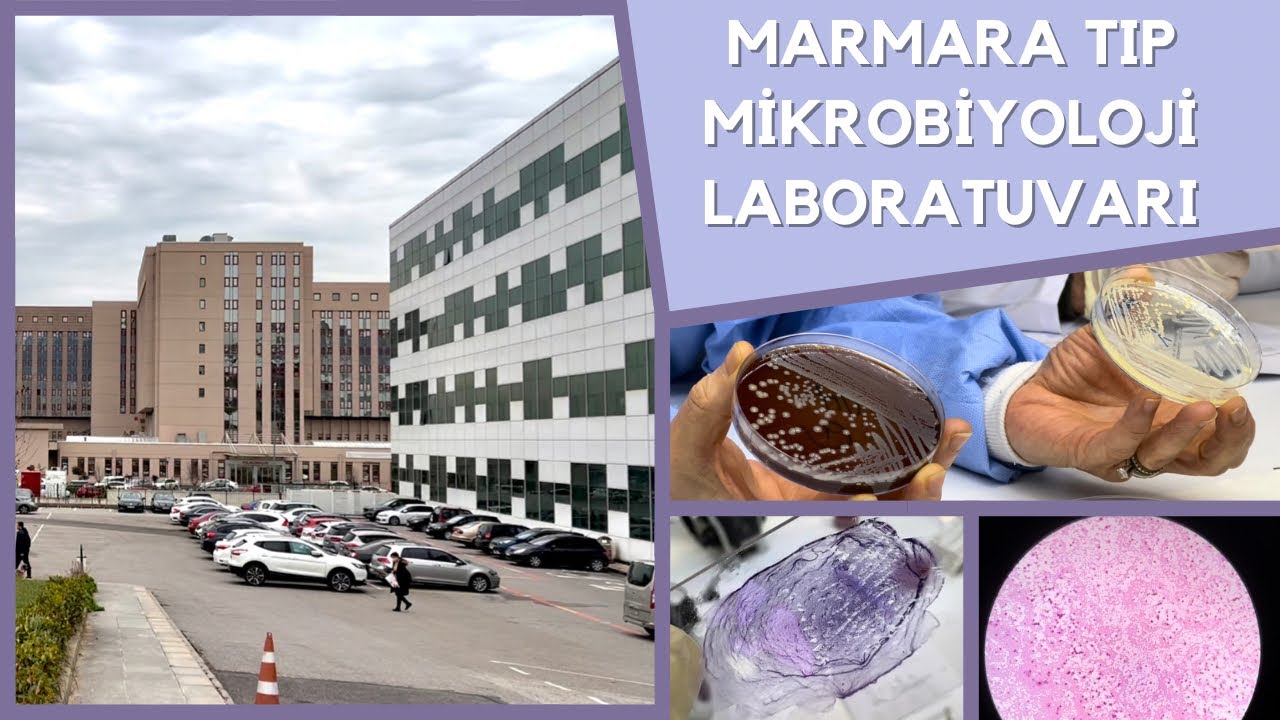 Kendi Bakterilerimizi Büyüttük! | Marmara Tıp Mikrobiyoloji Laboratuvarı VLOG