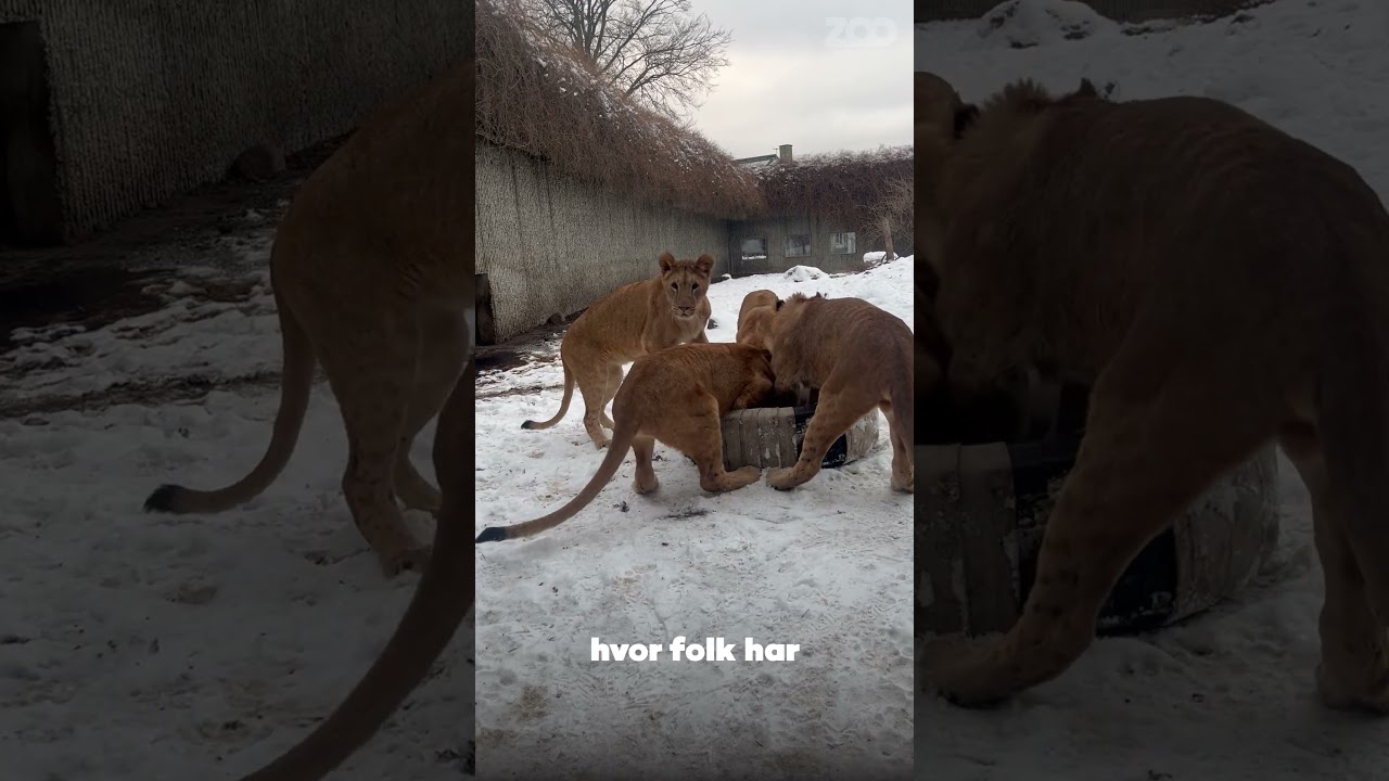 Når løverne skal have nyt legetøj, eller tigrene drømmer om en ny seng🐯