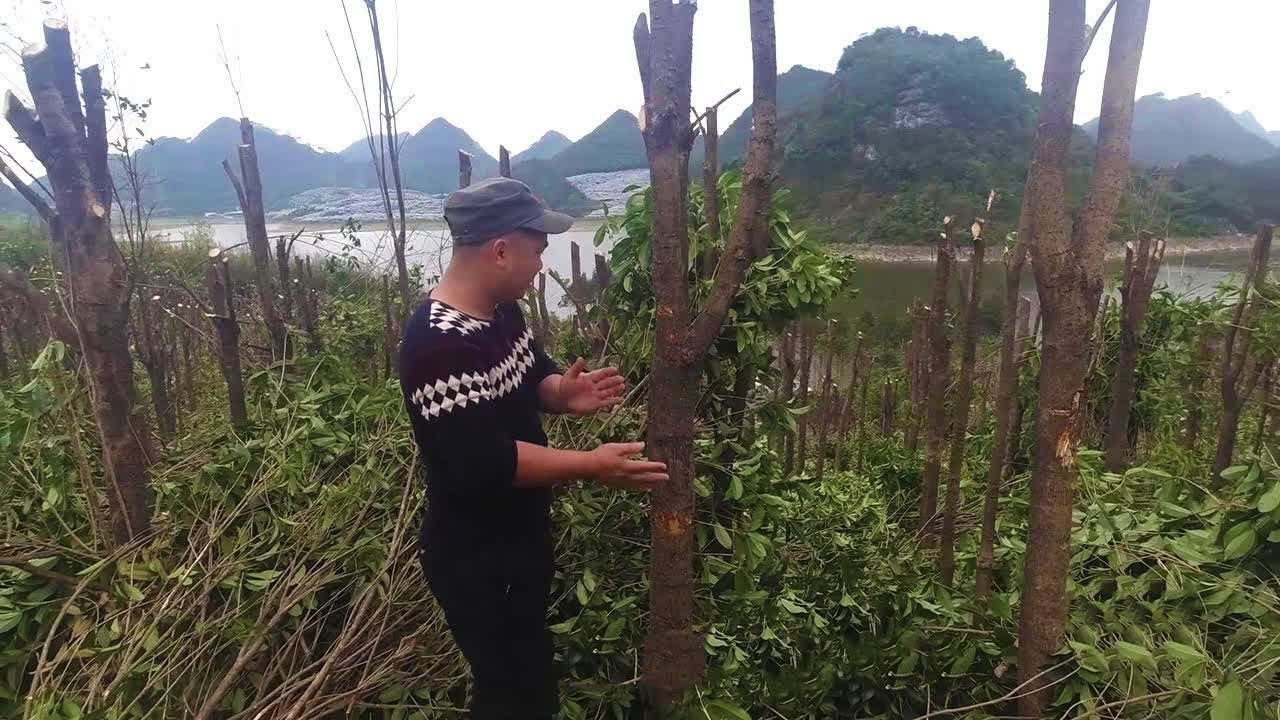 [Fishing] 消失十年的千萬富翁突然出現，準備賣掉老人幫他看守十年的桂花樹【壯鄉瓦匠】