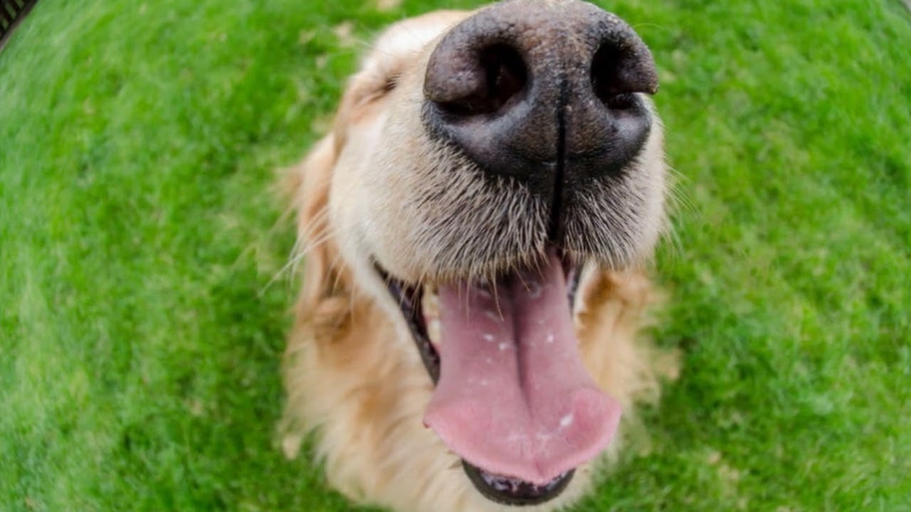 🐕porque los perros OLFATEAN TODO🐕