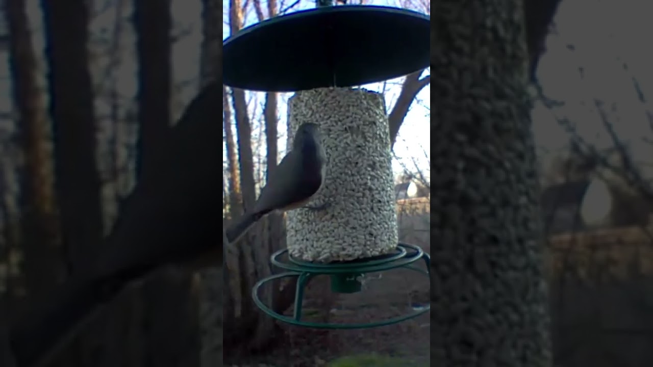 Tufted Titmouse pecking on Safflower Seed Log