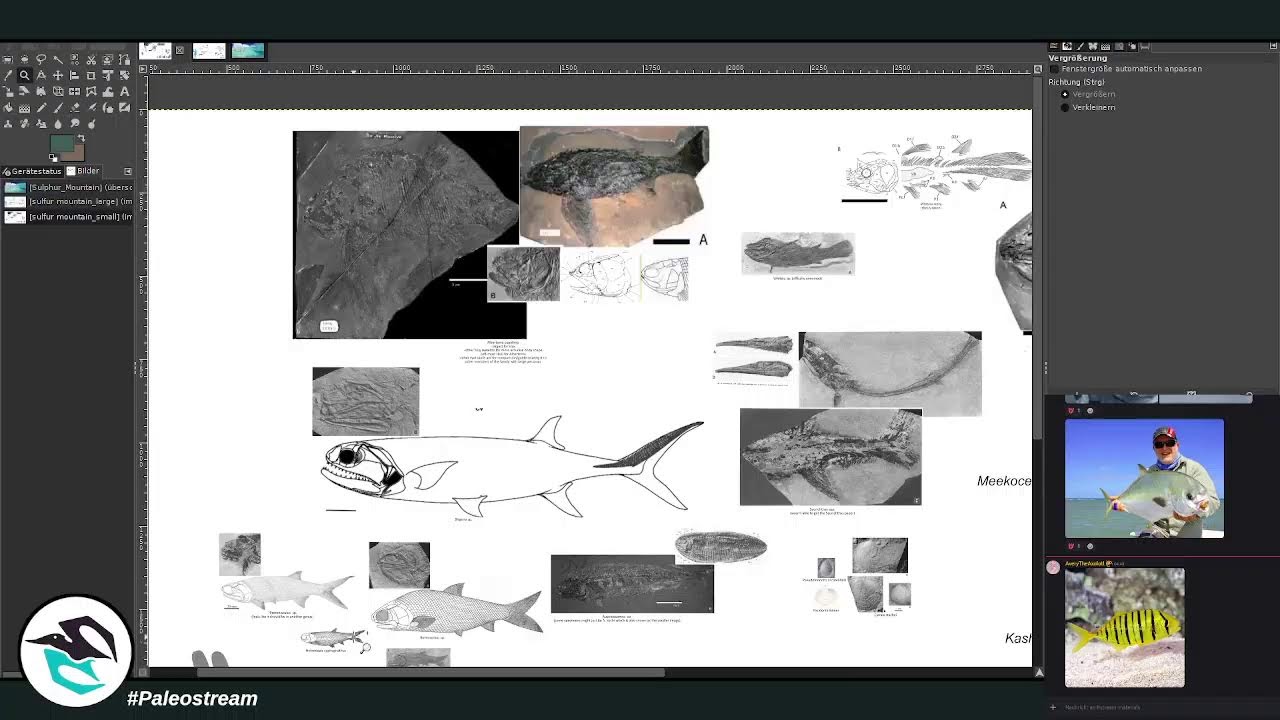 #Paleostream live!