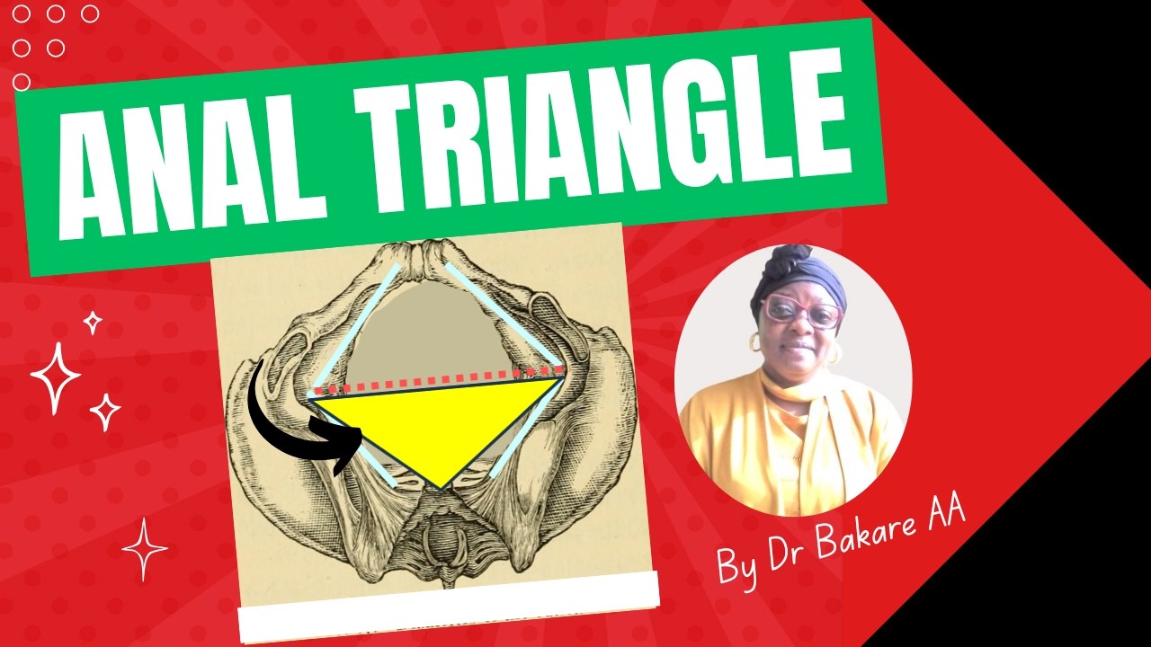 Anal triangle // Anatomy, location and contents of the anal triangle