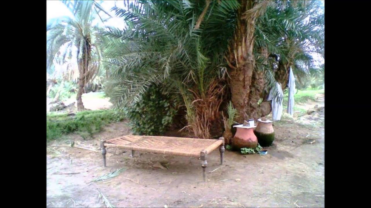 الأستاذ مكي علي ادريس مسكا دانا
