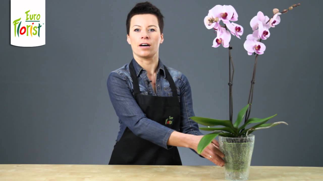 Jak pielęgnować storczyki Phalaenopsis w domu?