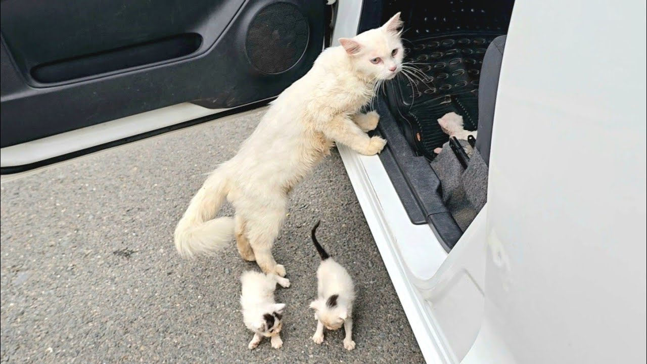 If You Get In the Car, I’ll Take You Away… Her Fate Changed Forever 💔